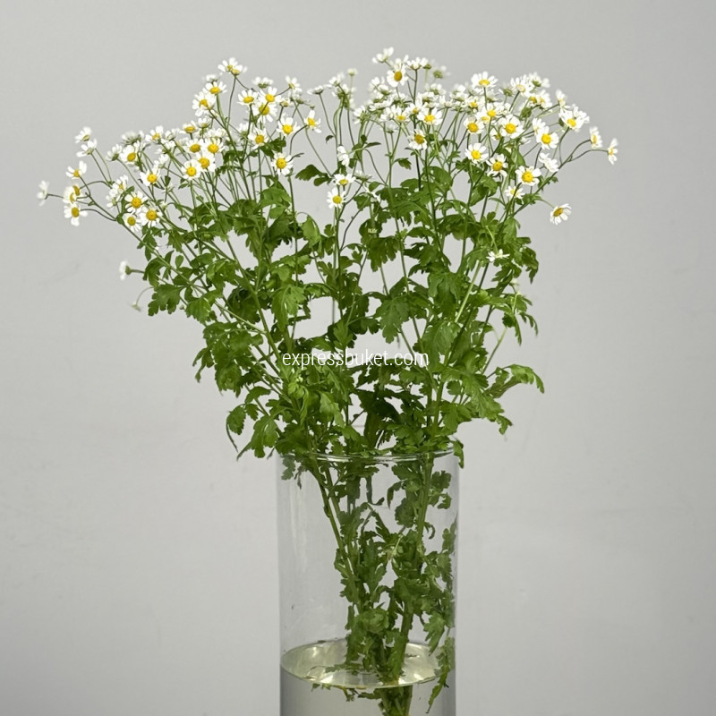 Танацетум, 5 шт